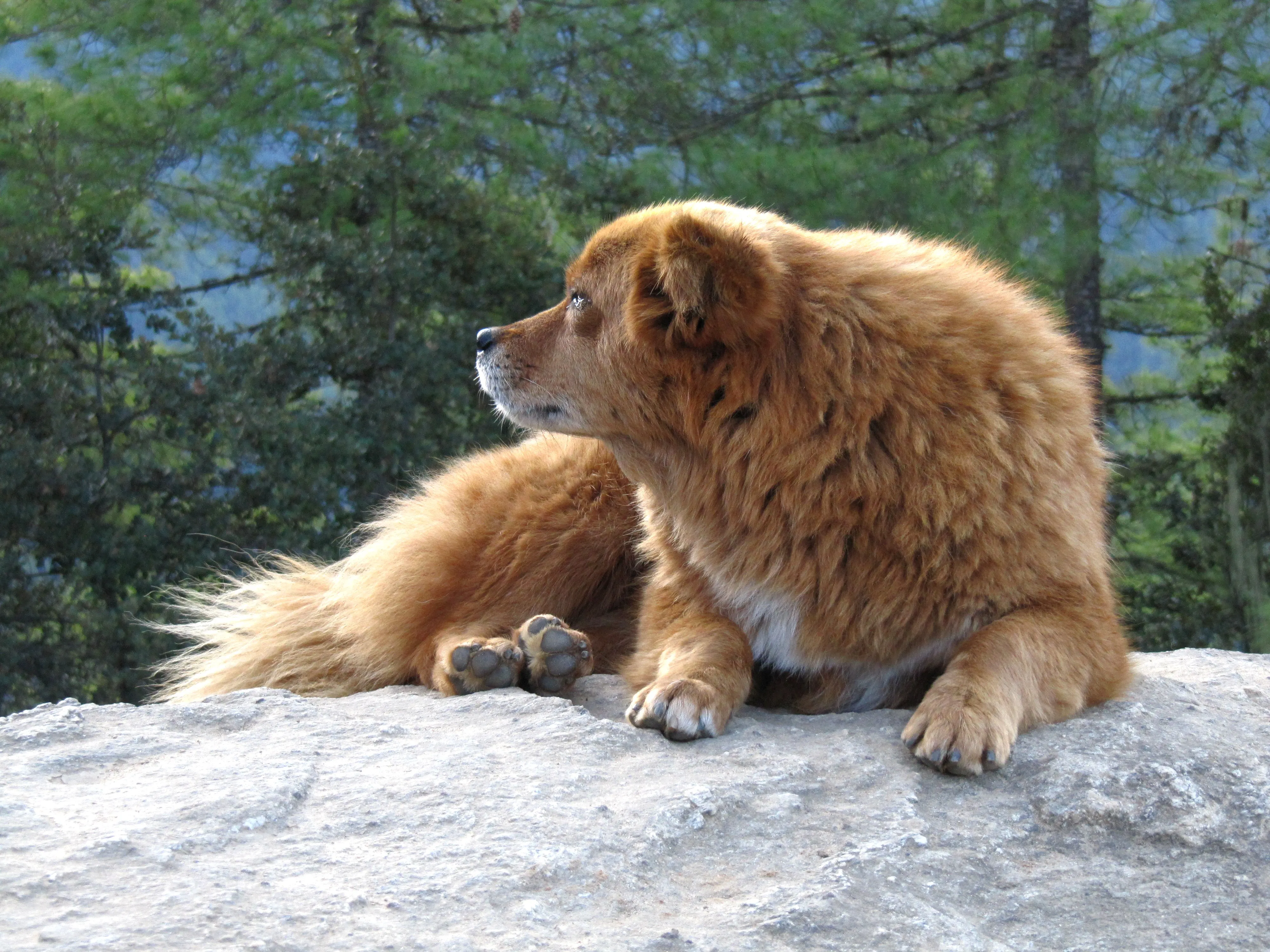 Travel guide at Tiger's Nest Trek, Bhutan